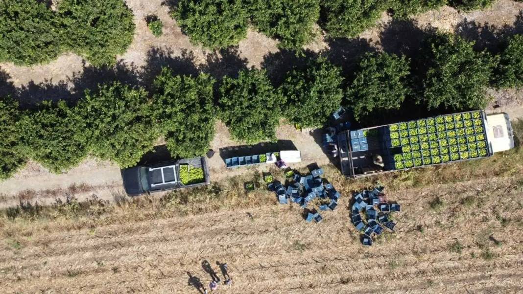 Adana’da Limonu Hem Don Hem Kuraklık Vurdu! Altın Değerinde Hasat Başladı 1